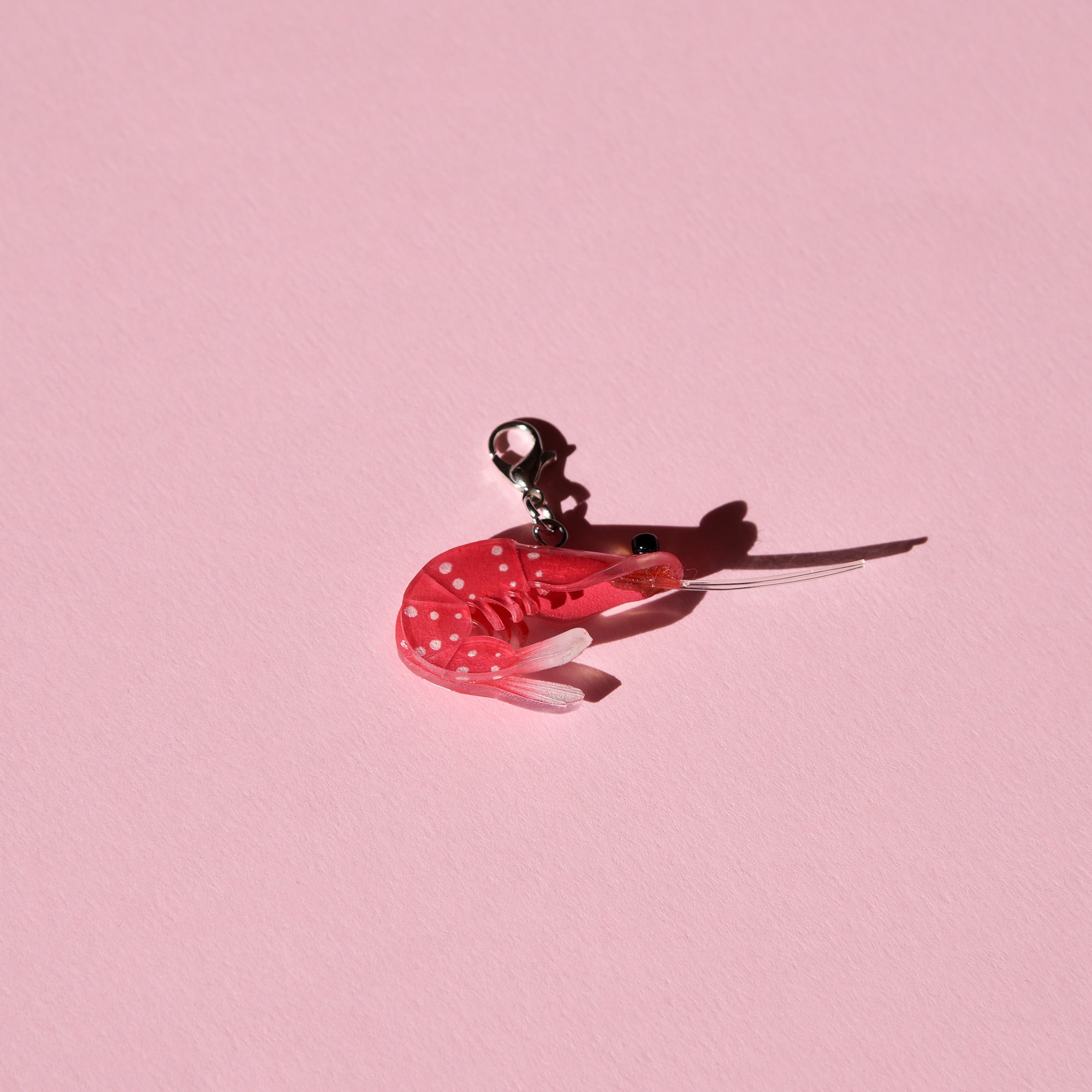 Gamba de sulawesi charm