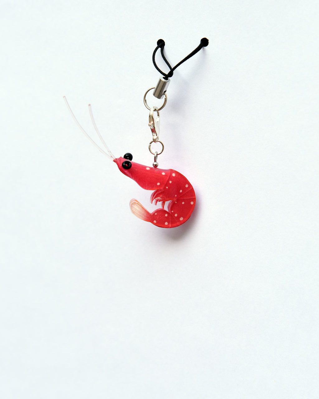 Gamba de sulawesi charm