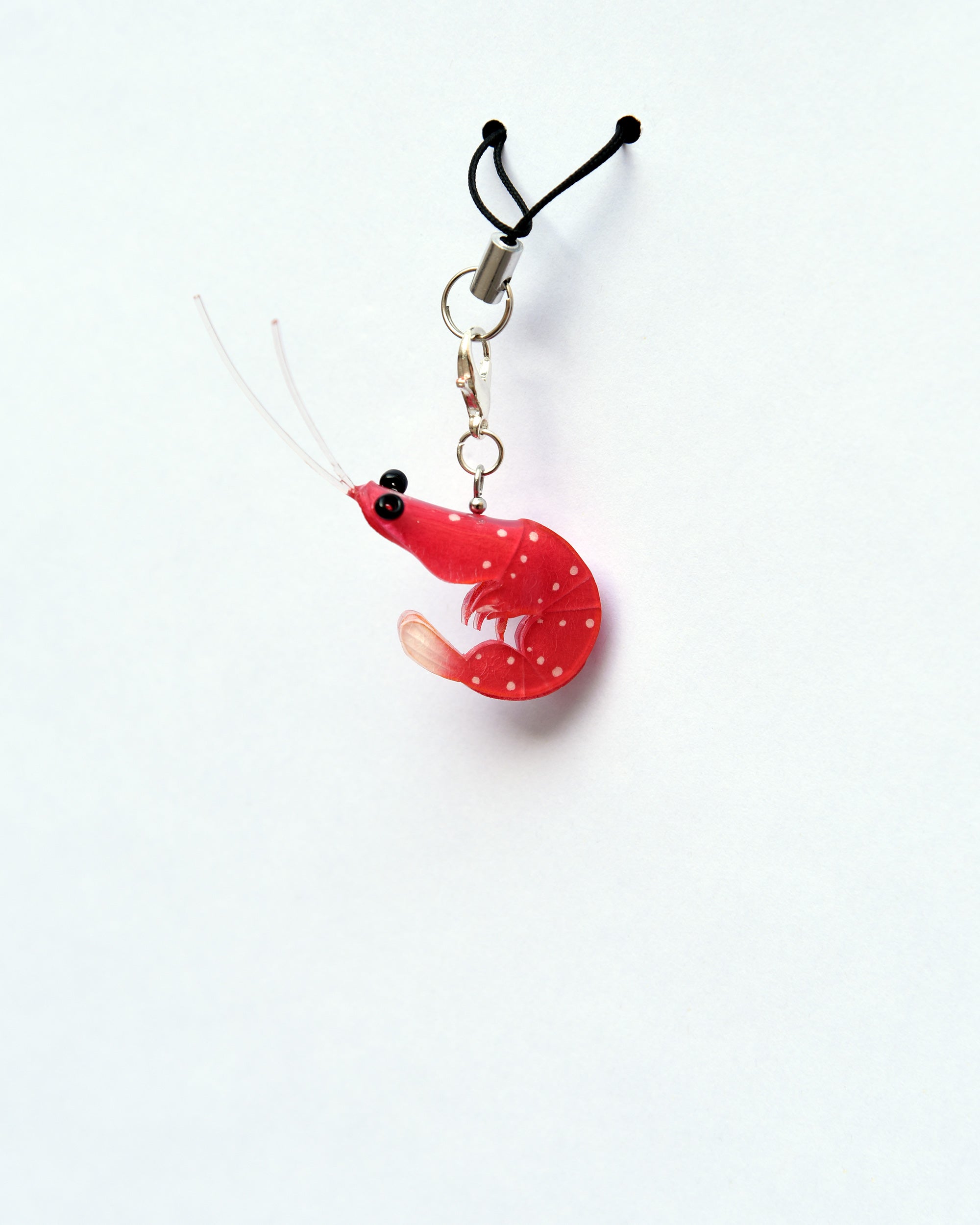 Gamba de sulawesi charm